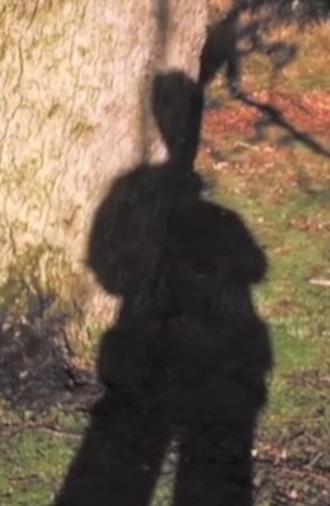 Forest Murmurs (2006)