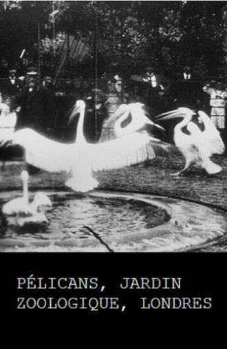 Pelicans, London Zoological Garden (1896)