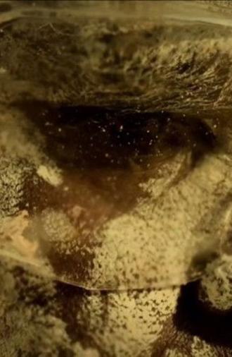 The Mermaids, or Aiden in Wonderland (2019)