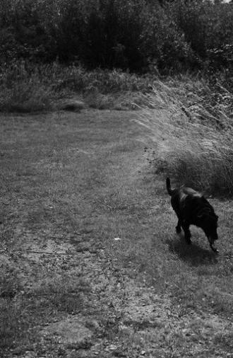 Black Dog (2020)