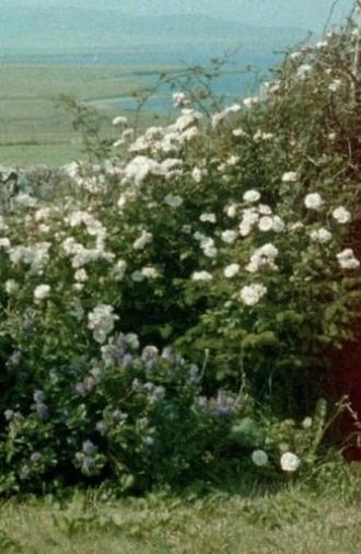 Glimpses from a Visit to Orkney in Summer 1995 (2020)