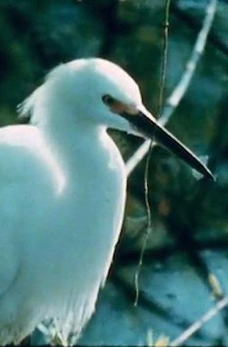 Watching Birds with Roger Tory Peterson (1981)