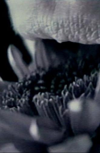 straightbut (1997)