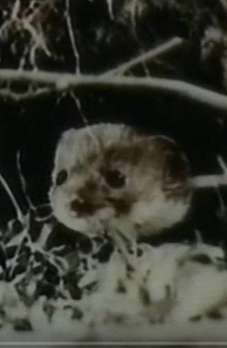 The Weasel (1962)
