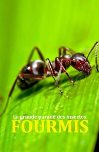 Fabulous Insects - Ants (2024)