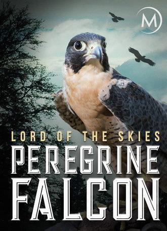 Peregrine Falcon: Lord of the Skies (2018)