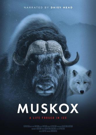 Muskox (2026)
