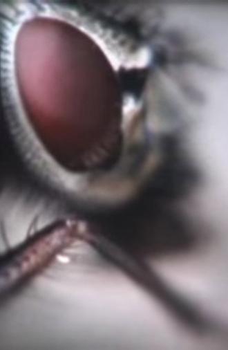 Moth & Moon (2008)