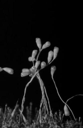 Gathering Moss (1933)