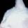 Snowbell The Cat