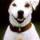 Soccer the Dog