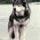 Jed the Wolfdog