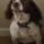 Rosa the Dog