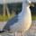 seagull
