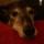 Bobby the dog