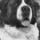 Chris the Dog