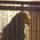 Charlie The Parrot