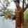 Swapnil Bhosale