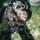Ulysse The Dog Actor