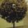 Bosso Magnol