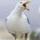 Sully Seagull
