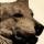 Lightning the German Shepherd
