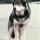 Jed the Wolfdog