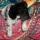 Buddy the punk-dog