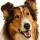 Lassie