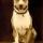 Luke the Dog
