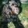 Ulysse The Dog Actor