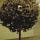 Bosso Magnol