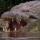 Gustave the Crocodile