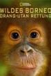 Orangutan Rescue - Back to The Wild (2014)