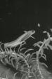 The Life Cycle of the Newt (1942)