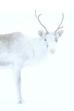Spirit of the Reindeer (2019)