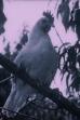 The Last Word in Chickens (1924)