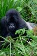 Gorillas Revisited with Sir David Attenborough (2006)