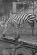 Indian Wildlife Park (1925)