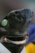Alien Sharks: Return To The Abyss ()